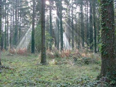 Bois de Bahurel Redon man'Annie 